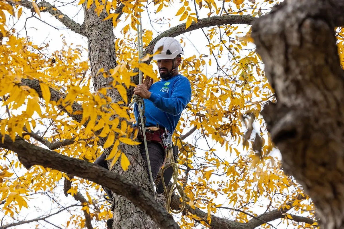 Skilled Tree Pruning crew working in Perris